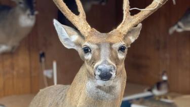 Take care to preserve the fragile, special nature of antler growth